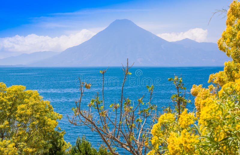 Chiuda su dell'albero variopinto delle piante di giallo con una vista di gorgeus del lago Atitlan, è il lago più profondo in tutt fotografia stock libera da diritti Chiuda su dell'albero variopinto delle piante di giallo con una vista di gorgeus del lago Atitlan, è il lago più profondo in tutt fotografia stock libera da diritti