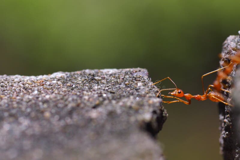 Chiuda su della formica rossa in natura