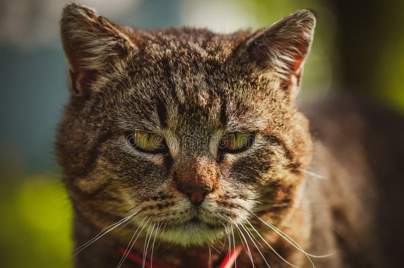 Chiuda su della parte anteriore del fronte del gatto domestico immagini stock libere da diritti Chiuda su della parte anteriore del fronte del gatto domestico immagini stock libere da diritti