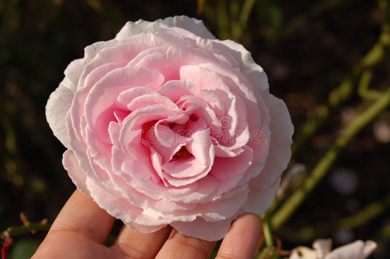 Chiuda su della rosa rosa-chiaro nelle punte del dito immagine stock Chiuda su della rosa rosa-chiaro nelle punte del dito immagine stock