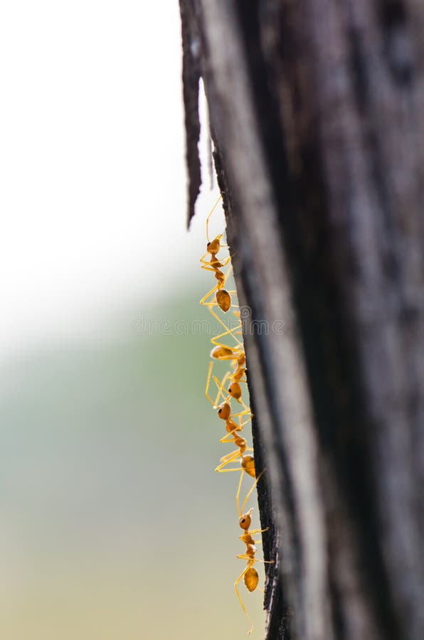 Chiuda su delle formiche rosse in natura