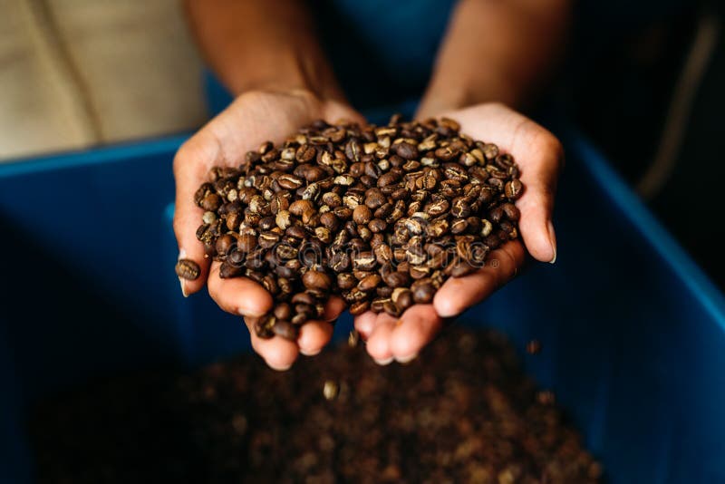 Chiuda su delle mani della donna che tengono i chicchi di caffè fotografie stock Chiuda su delle mani della donna che tengono i chicchi di caffè fotografie stock