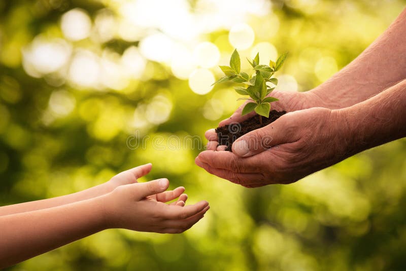 Chiuda su delle mani senior che danno la piccola pianta ad un bambino
