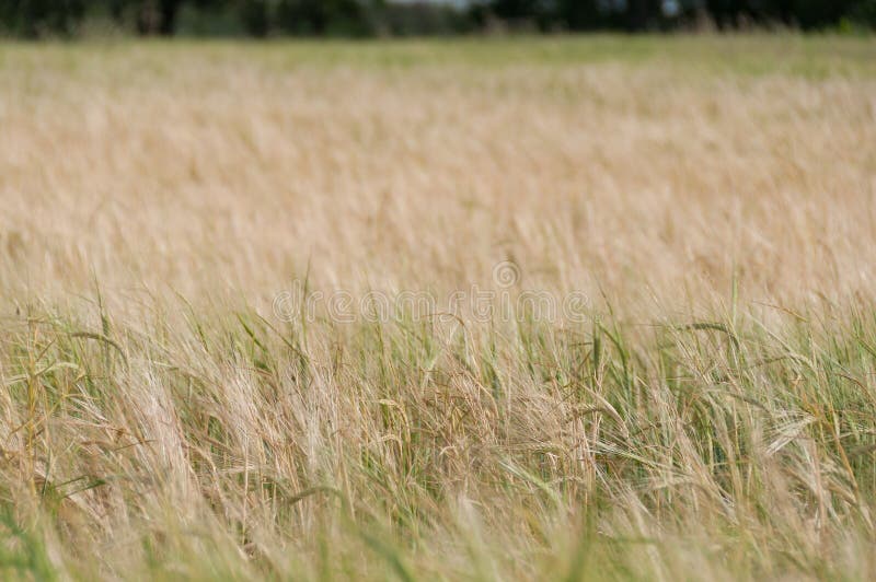 Chiuda su delle piante del grano, orecchie sul giacimento di grano Fuoco selettivo, dof basso immagine stock Chiuda su delle piante del grano, orecchie sul giacimento di grano Fuoco selettivo, dof basso immagine stock
