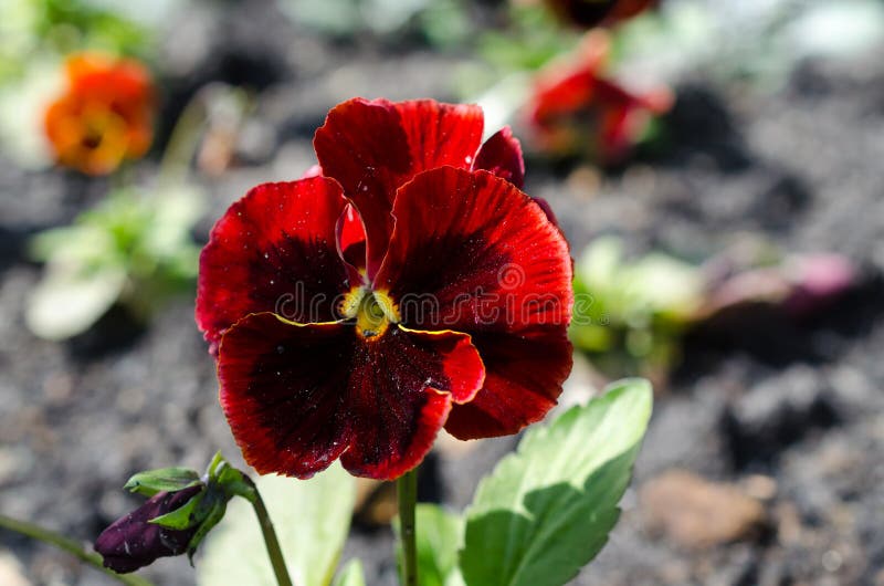 Chiuda su delle viole del pensiero rosse che crescono nel giardino fotografie stock libere da diritti Chiuda su delle viole del pensiero rosse che crescono nel giardino fotografie stock libere da diritti