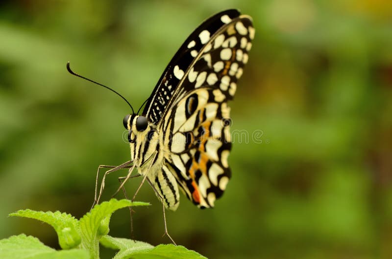 Farfalla Gialla è Nera Significato Chiuda Su Di Bella Farfalla Gialla E Nera Immagine Stock - Immagine di