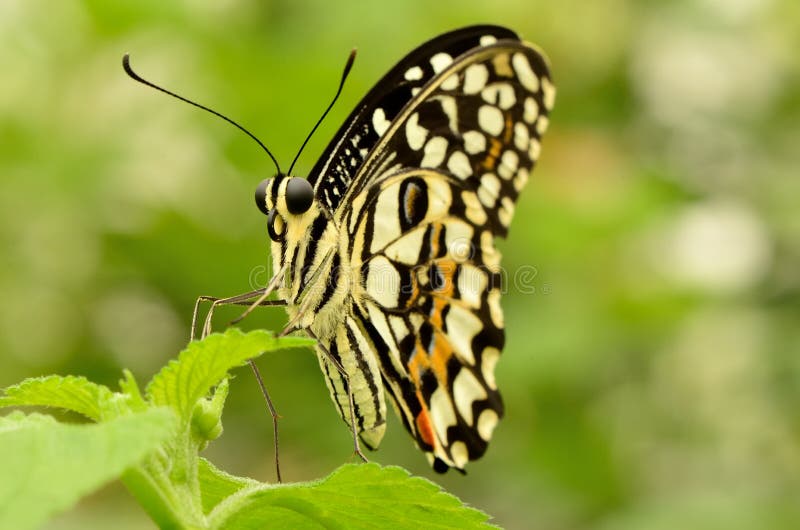 Farfalla Gialla è Nera Significato Chiuda Su Di Bella Farfalla Gialla E Nera Immagine Stock - Immagine di