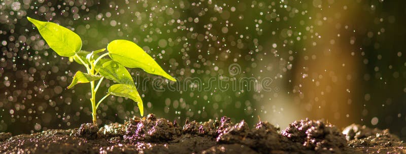 Chiuda su di giovane albero su suolo con effetto della goccia di acqua Seme crescente e pianta concetto, insegna con copyspace