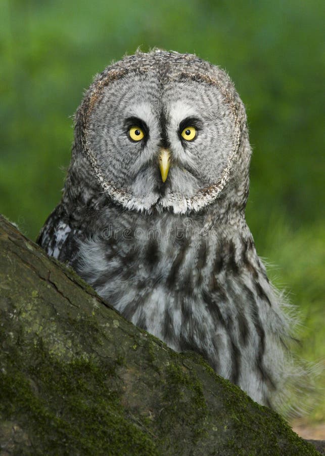 Chiuda su di grande Grey Owl, strige che il nebulosa si è appollaiato fotografie stock Chiuda su di grande Grey Owl, strige che il nebulosa si è appollaiato fotografie stock
