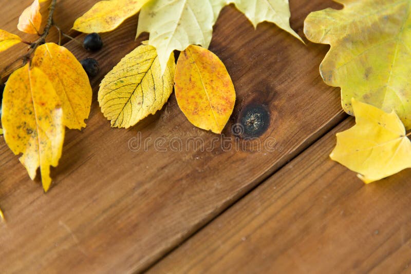 Chiuda su di molte foglie di autunno cadute differenti immagine stock libera da diritti