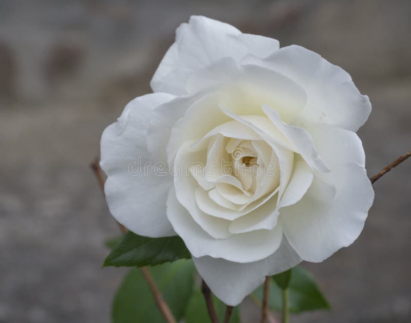 Chiuda su di singoli petali del fiore della rosa di bianco di seppia, fondo del bokeh immagine stock libera da diritti Chiuda su di singoli petali del fiore della rosa di bianco di seppia, fondo del bokeh immagine stock libera da diritti