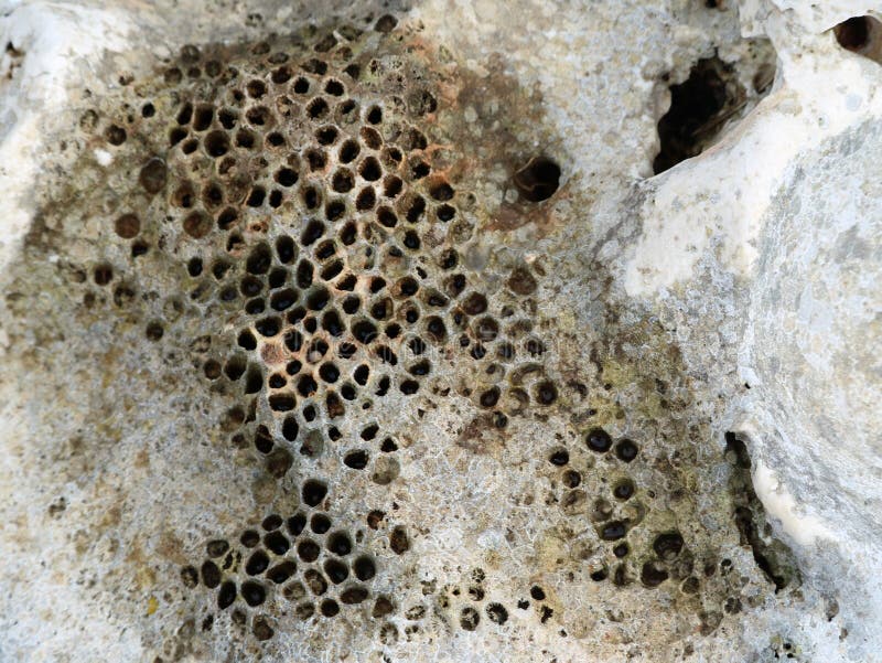Chiuda su di struttura di pietra mediterrian con i piccoli fori, assomigliando ai fori dell'ape fotografia stock libera da diritti Chiuda su di struttura di pietra mediterrian con i piccoli fori, assomigliando ai fori dell'ape fotografia stock libera da diritti