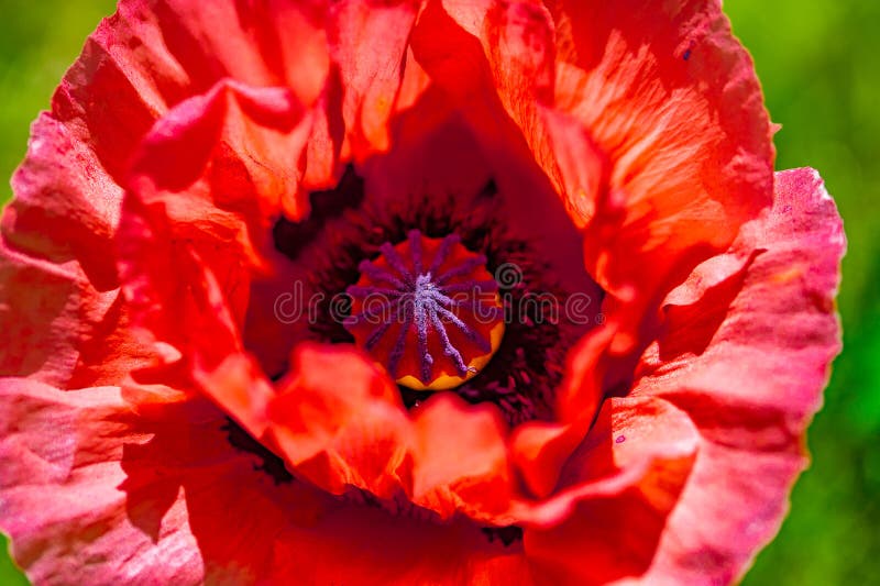 Chiuda su di un fiore rosso vivo rosso gigante del papavero del velluto fotografia stock Chiuda su di un fiore rosso vivo rosso gigante del papavero del velluto fotografia stock