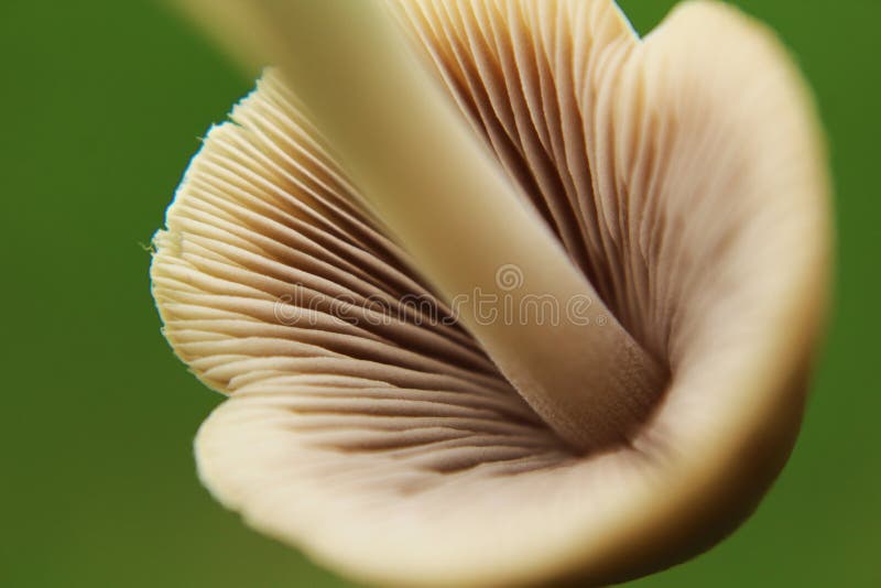 Chiuda su di un fungo su un fondo verde immagine stock Chiuda su di un fungo su un fondo verde immagine stock