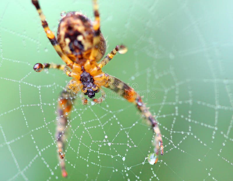 Chiuda su di un ragno in un web aracnide
