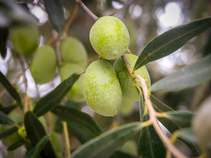 Chiuda su di un ramo con le olive su di olivo fotografie stock libere da diritti Chiuda su di un ramo con le olive su di olivo fotografie stock libere da diritti