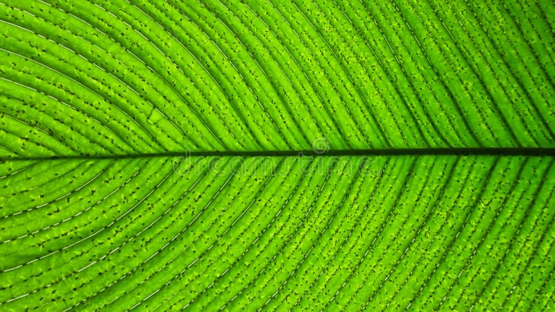 Chiuda su di una foglia verde con le linee scure o le vene fotografie stock libere da diritti Chiuda su di una foglia verde con le linee scure o le vene fotografie stock libere da diritti