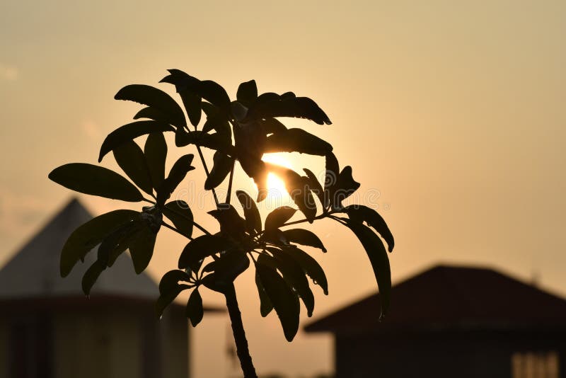 Chiuda su di una pianta con la luce del sole fotografia stock libera da diritti Chiuda su di una pianta con la luce del sole fotografia stock libera da diritti