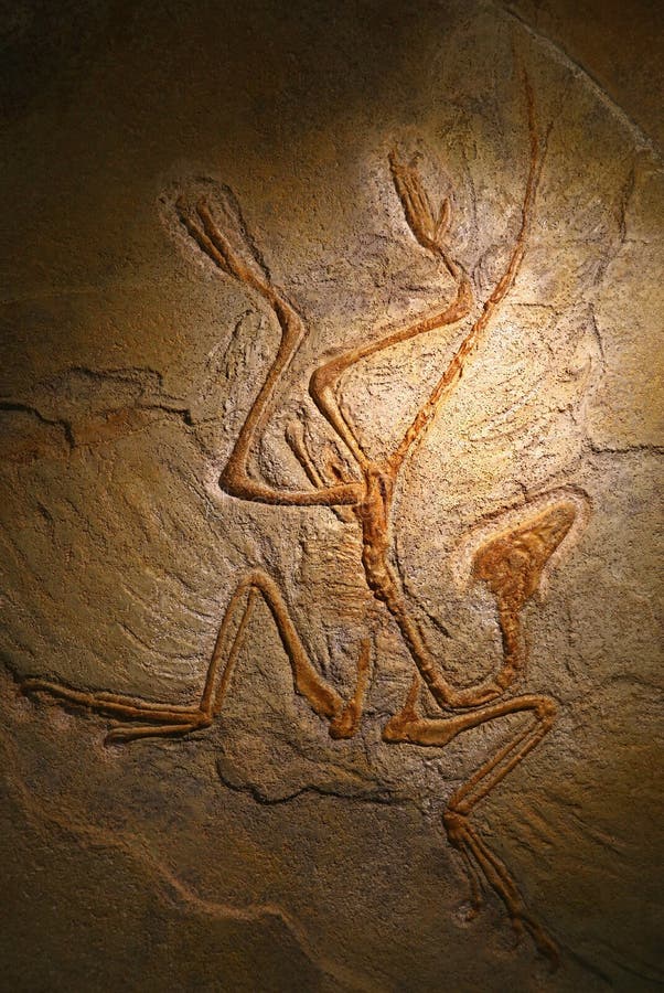 Chiuda su fossile petrificato rimane dell'archaeopteryx