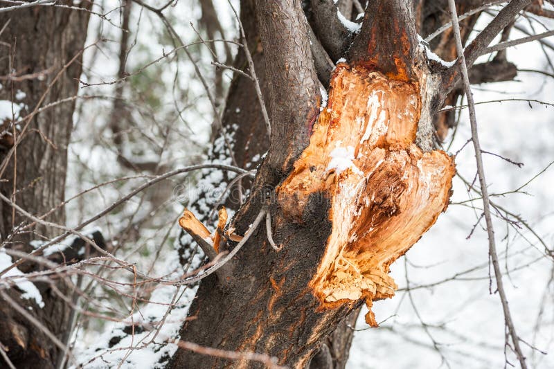 Chiuda su grande del ramo rotto e nocivo dell'albero incrinato dopo la tempesta dura con neve ed il forte vento nella stagione in fotografie stock libere da diritti Chiuda su grande del ramo rotto e nocivo dell'albero incrinato dopo la tempesta dura con neve ed il forte vento nella stagione in fotografie stock libere da diritti