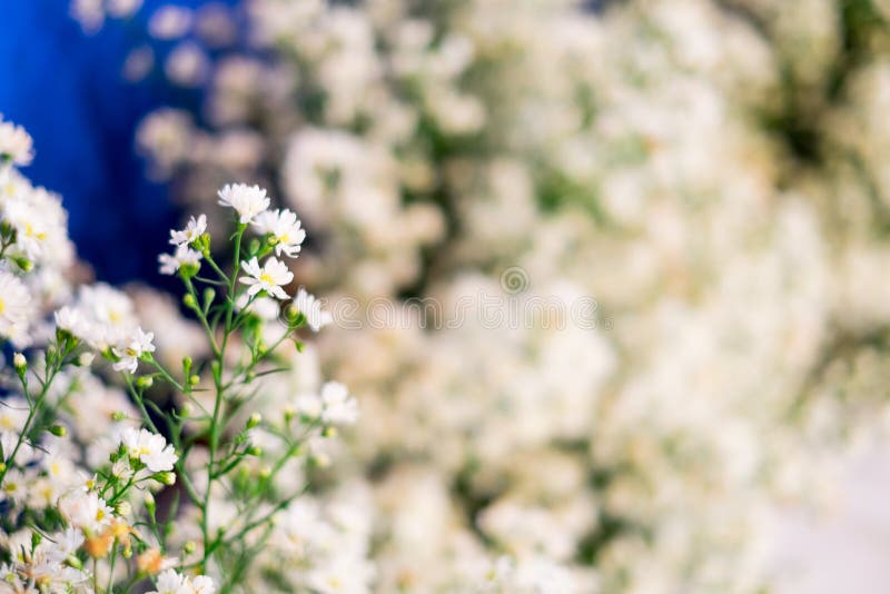 Chiuda su un su un piccoli fiore bianco e selettivo messi a fuoco immagine stock libera da diritti Chiuda su un su un piccoli fiore bianco e selettivo messi a fuoco immagine stock libera da diritti
