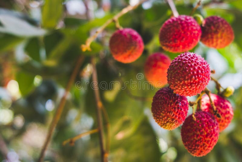 Chiuda sui frutti maturi del litchi sull'albero nella piantagione, Tailandia fotografie stock Chiuda sui frutti maturi del litchi sull'albero nella piantagione, Tailandia fotografie stock