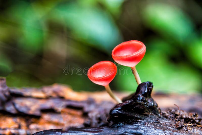 Chiuda sui sulcipes di Champagne Cookeina del fungo in foresta pluviale immagini stock libere da diritti Chiuda sui sulcipes di Champagne Cookeina del fungo in foresta pluviale immagini stock libere da diritti