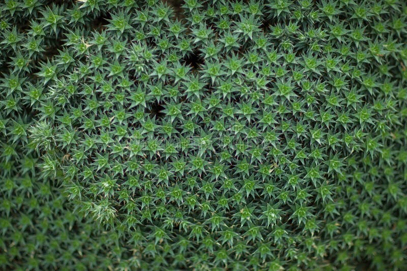 Chiuda sul cuscino di una pianta di bromeliacea, il cactus, foglie verdi fotografia stock Chiuda sul cuscino di una pianta di bromeliacea, il cactus, foglie verdi fotografia stock