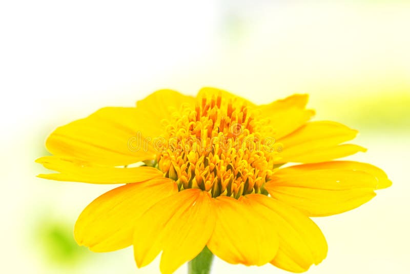 Chiuda sul fiore giallo immagine stock Chiuda sul fiore giallo immagine stock