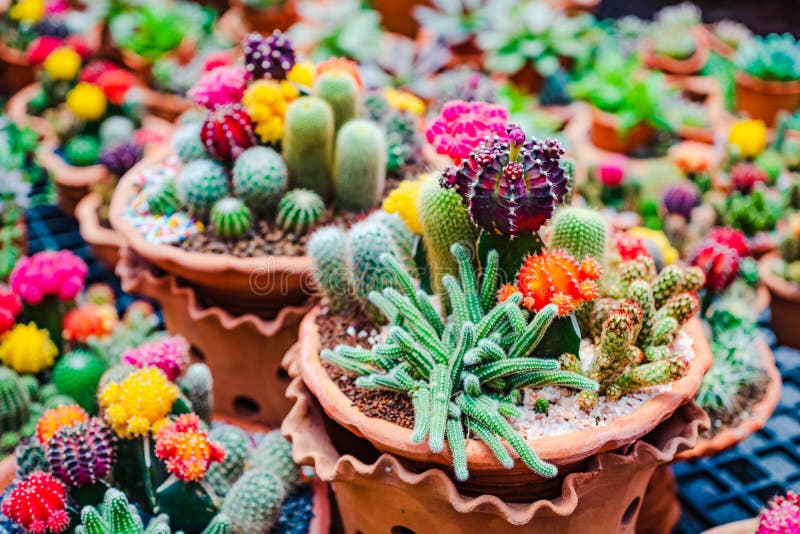 Chiuda sul fuoco selettivo di bello fiore di varietà di cactus e di succulenti in vasi da fiori dell'argilla nel deposito della p immagini stock libere da diritti Chiuda sul fuoco selettivo di bello fiore di varietà di cactus e di succulenti in vasi da fiori dell'argilla nel deposito della p immagini stock libere da diritti