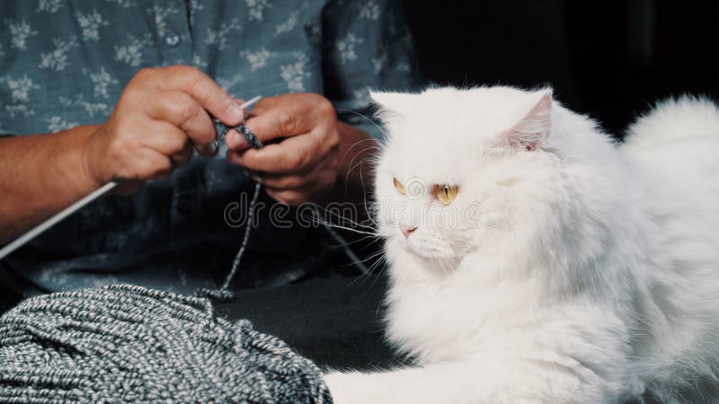 Chiuda sul gatto simile a pelliccia bianco che si siede vicino al filato di lana mentre donna anziana che tricotta il maglione o immagine stock libera da diritti Chiuda sul gatto simile a pelliccia bianco che si siede vicino al filato di lana mentre donna anziana che tricotta il maglione o immagine stock libera da diritti
