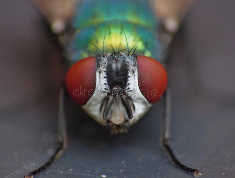 Chiuda sul macro colpo di un verde del moscone azzurro della carne/blu nel giardino, foto contenuta il Regno Unito immagine stock Chiuda sul macro colpo di un verde del moscone azzurro della carne/blu nel giardino, foto contenuta il Regno Unito immagine stock