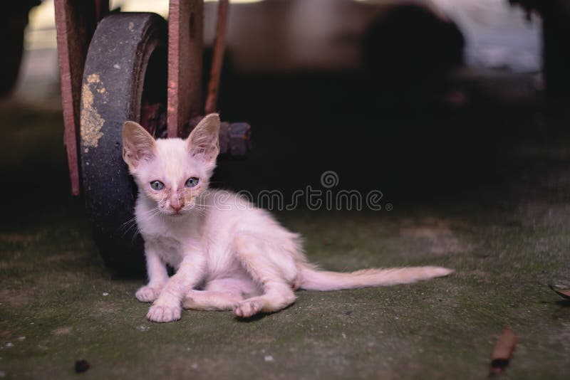Chiuda sul piccolo gattino scarno del randagio del povero, sedentesi al di sotto di una t immagini stock Chiuda sul piccolo gattino scarno del randagio del povero, sedentesi al di sotto di una t immagini stock