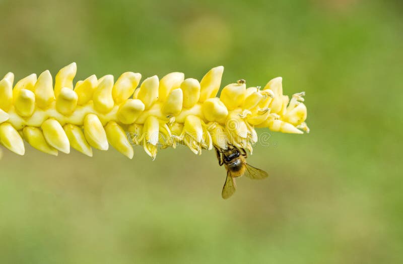Chiuda sul polline giallo della noce di cocco con l'ape di volo immagini stock Chiuda sul polline giallo della noce di cocco con l'ape di volo immagini stock