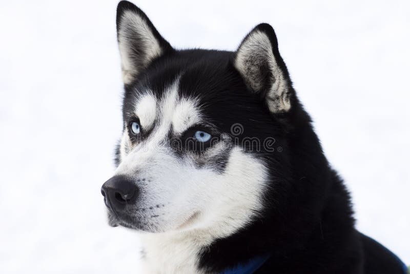 Ritratto Di Un Cane Del Husky Siberiano All'aperto Metraggio Ritratto