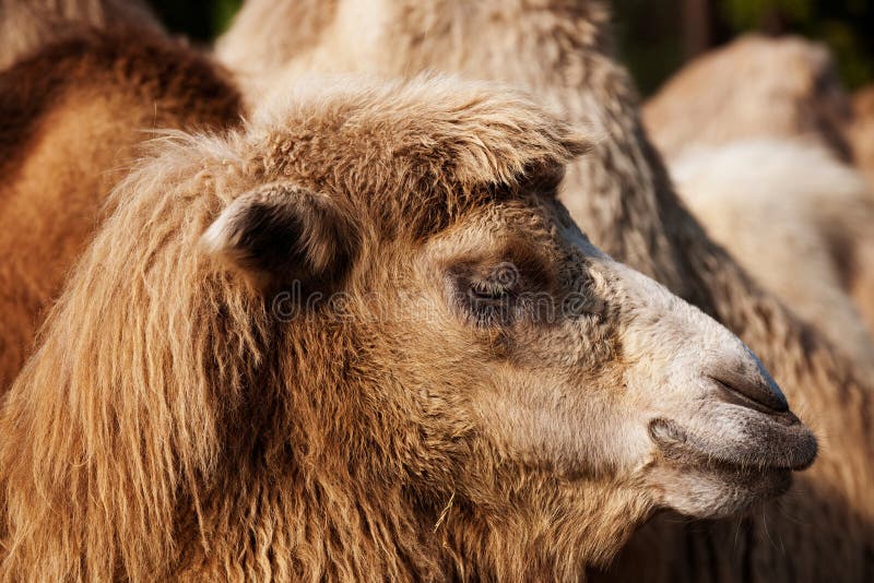 Ritratto ravvicinato di un cammello immagini stock