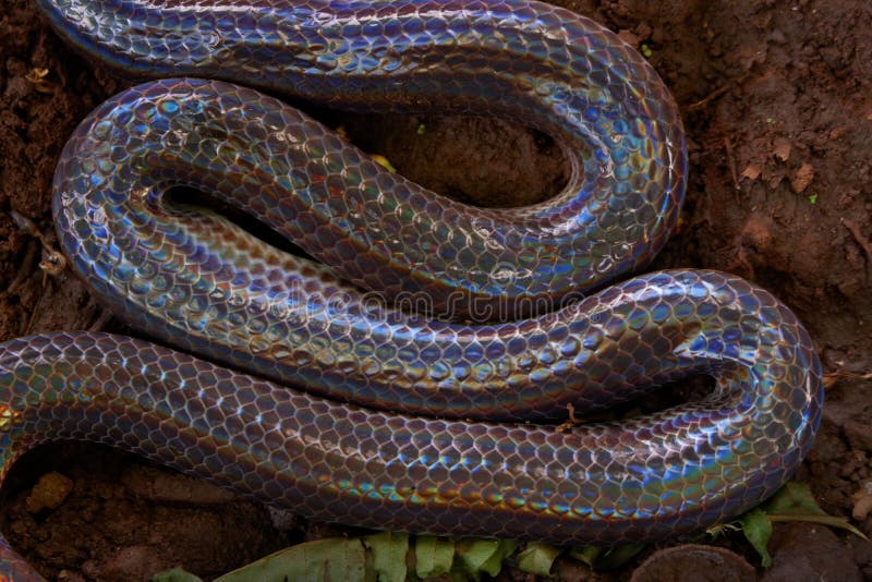 Chiuda sul serpente di Sunbeam in Tailandia e Sud-est asiatico