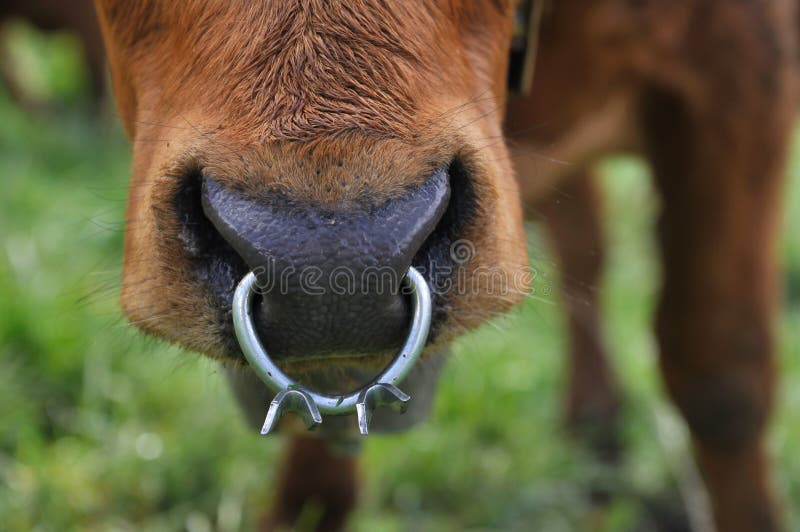 Closeup on nasal ring worn by a dairy cow. Closeup on nasal ring worn by a dairy cow