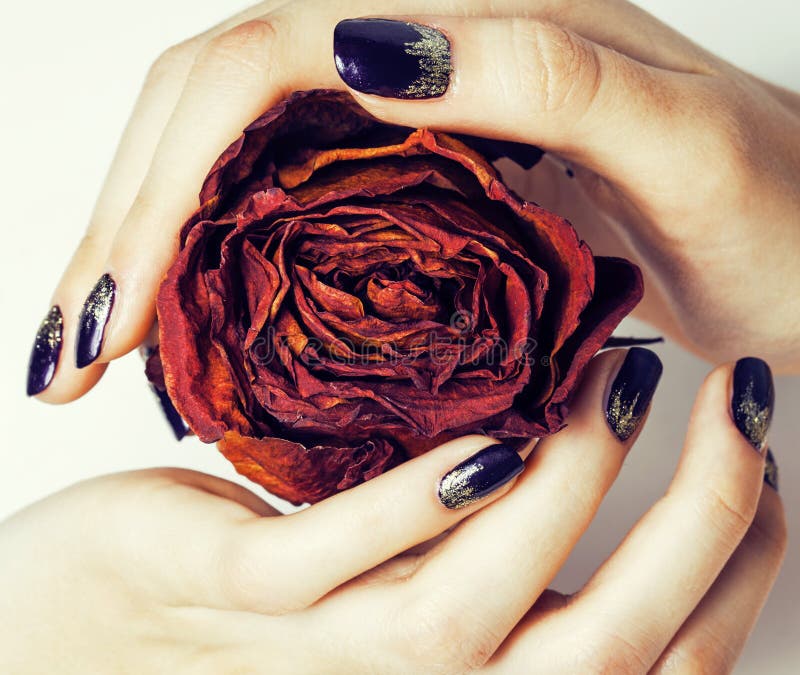 Close up picture of manicure nails with dry flower red rose, dehydrated by winter concept. Close up picture of manicure nails with dry flower red rose, dehydrated by winter concept