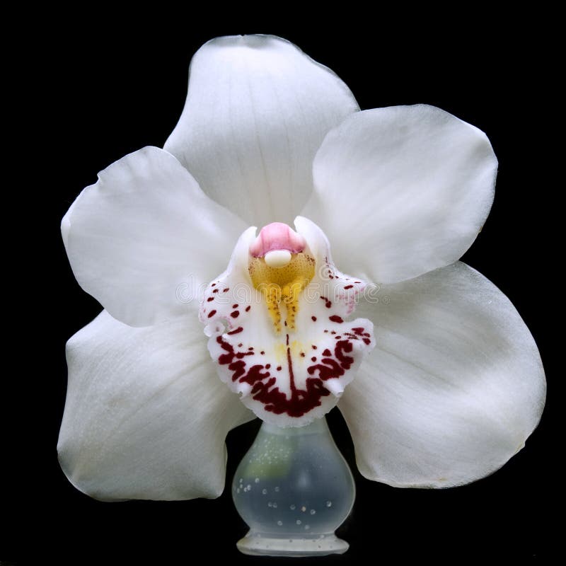 Chiuda sull'orchidea bianca isolata fotografia stock libera da diritti