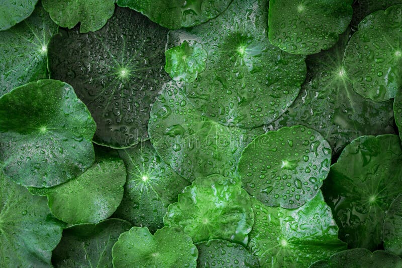 Chiuda sulla decorazione del leaft di verde del cerchio come verde del absract immagini stock Chiuda sulla decorazione del leaft di verde del cerchio come verde del absract immagini stock