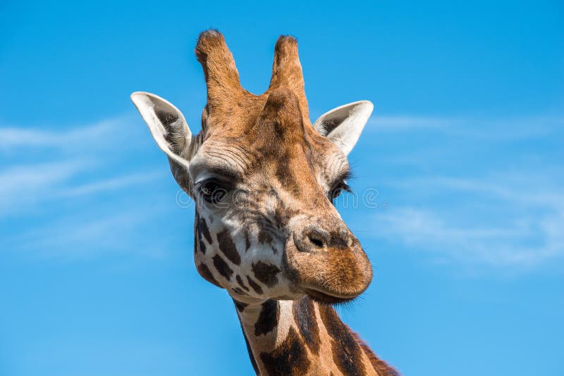Chiuda sulla foto di una giraffa di Rothschild fotografia stock Chiuda sulla foto di una giraffa di Rothschild fotografia stock
