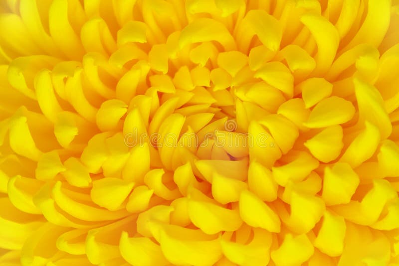Chiuda sulla vista di un frammento del fiore del crisantemo giallo immagini stock libere da diritti Chiuda sulla vista di un frammento del fiore del crisantemo giallo immagini stock libere da diritti