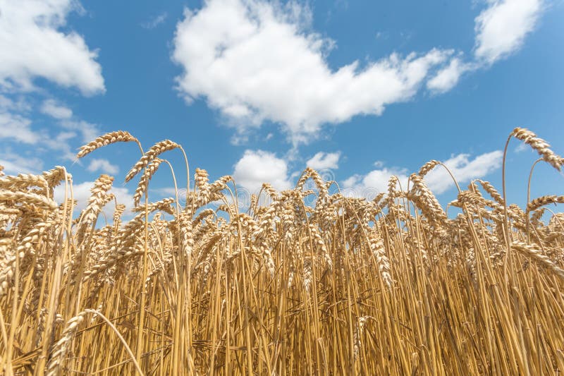 Chiudere il campo di grano d'oro pronto alla raccolta in estate fotografia stock