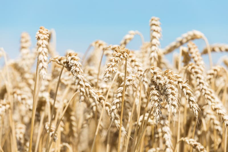 Chiudere il campo di grano d'oro pronto alla raccolta in estate immagini stock