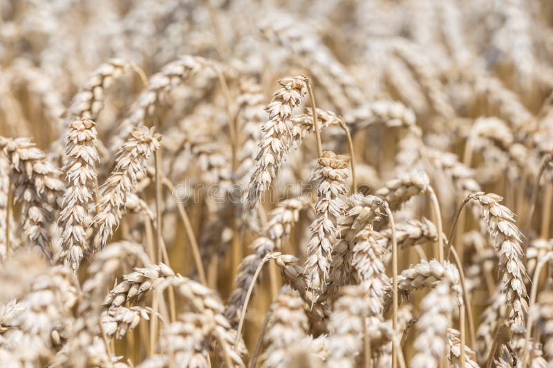 Chiudere il campo di grano d'oro pronto alla raccolta in estate fotografie stock