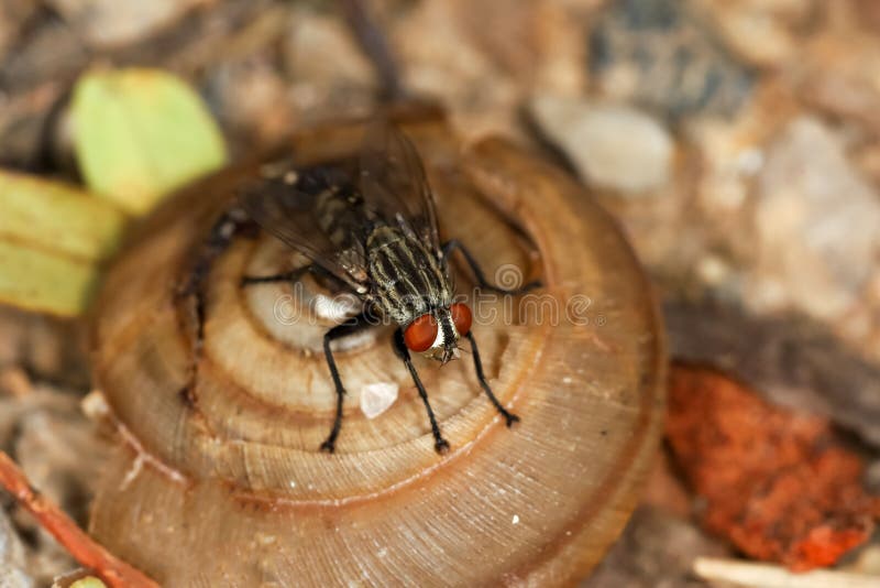 Chiudere l'insetto della mosca domestica su una lumaca morta immagine stock