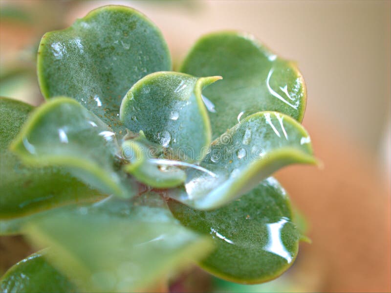 Chiudere le piante del deserto di ghotimpianto di graftopetalum parapuayense con gocce d’acqua e fondo sfocato fotografia stock libera da diritti