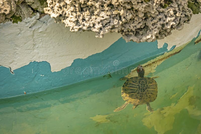 Chiudi le tartarughe carine in natura fotografia stock libera da diritti Chiudi le tartarughe carine in natura fotografia stock libera da diritti