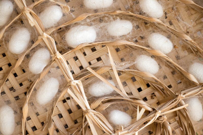 Chiuso su del bozzolo bianco del gruppo del baco da seta nel fondo del nido del tessuto immagine stock libera da diritti Chiuso su del bozzolo bianco del gruppo del baco da seta nel fondo del nido del tessuto immagine stock libera da diritti